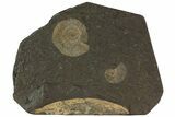 Dactylioceras Ammonite Cluster - Posidonia Shale, Germany #79319-1